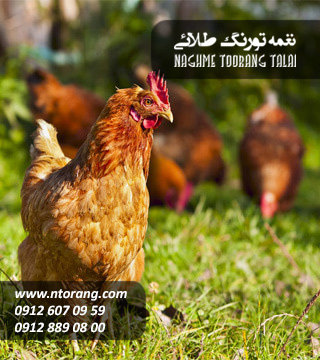 نیمچه مرغ گلپایگانی اصلاح شده چهار ماهه